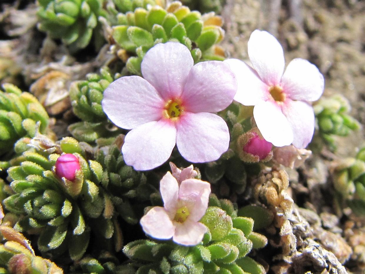 Androsace alpina
